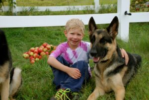 A little boy poses with his beautiful big dogs and a pile of apples